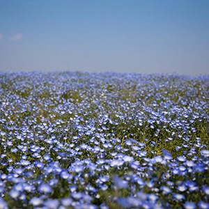 一面のネモフィラ